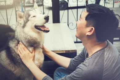 young male dog owner playing and touching the happy husky siberian dog pet with love and care