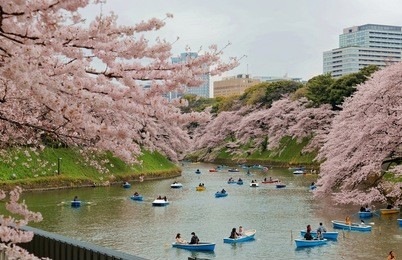 tourists rowing boats on a lake under beautiful cherry blossom trees in chidorigafuchi urban park during sakura festival in tokyo ~ hanami (viewing cherry blossoms) is a popular activity in japan