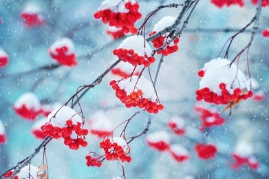 red bunches of rowan covered with the first snow