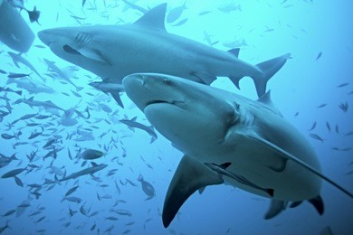 bull shark, carcharhinus leucas, bega lagoon, fiji