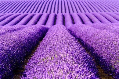 lavender flower blooming scented fields in endless rows. valensole plateau, provence, france, europe.
