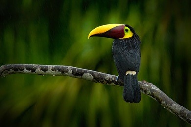 chesnut-mandibled toucan sitting on the branch in tropical rain with green jungle in background. wildlife scene from nature with beautiful bird with big bill.