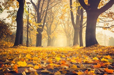autumn colorful tree alley in the park on a sunny day in krakow, poland