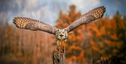 flying grey horned owl