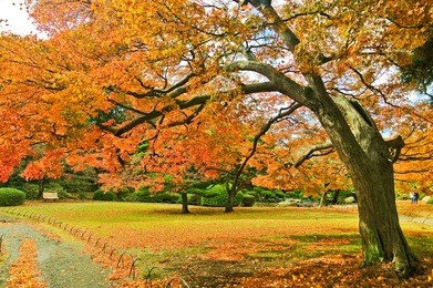 view of the park in autumn in tokyo, japan.