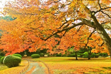 view of the park in autumn in tokyo, japan.