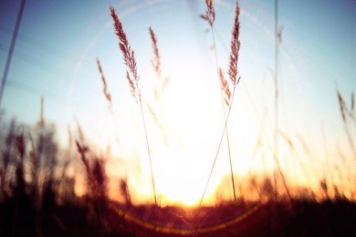 cute autumn background blur dry grass and twigs sunlight