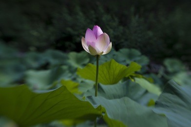 pink lotus bud and leaves