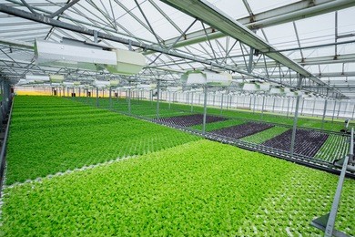 lettuce growing in greenhouse. hydroponic vegetables