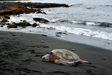 hawaii big island punaluu black sand beach turtle b