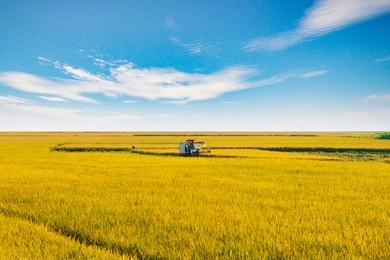combine harvests ripe rice in the field