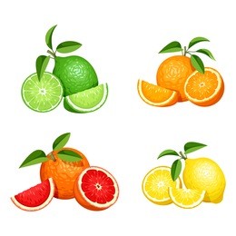 vector set of citrus fruits (oranges, lemons, grapefruits and limes) isolated on a white background.