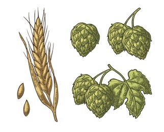 set hop herb plants with leaf and ear of barley. isolated on white background. for poster with production process brewery beer or whiskey. vector color vintage engraved illustration. 