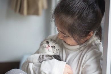 happy little asian girl cuddle lovely scottish fold kitten