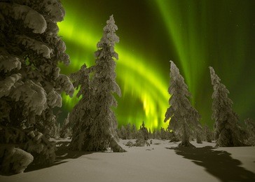 winter night landscape with forest and polar northern lights. northern lights, canada, forest and trees