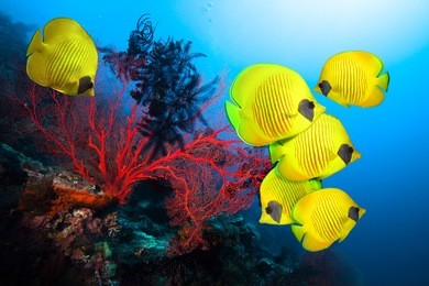 underwater image of coral reef and school of masked butterfly fish 