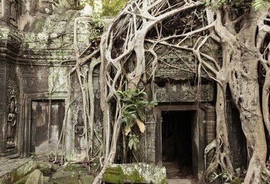 roots cover the ruin walls of ta prohm temple, angkor historical park, unesco world heritage, cambodia.