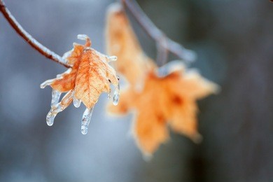 yellow maple leaf. autumn leaf fall. freezing rain. leaves and tree branches in ice.
