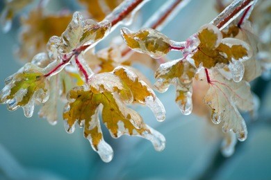 yellow maple leaf. autumn leaf fall. freezing rain. leaves and tree branches in ice.