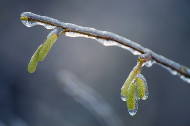 birch buds in ice. grass in the ice. freezing rain. leaves and tree branches in ice.