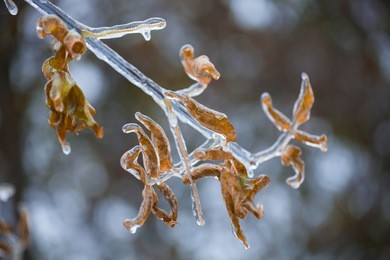 grass in the ice. freezing rain. autumn leaf fall. leaves and tree branches in ice.