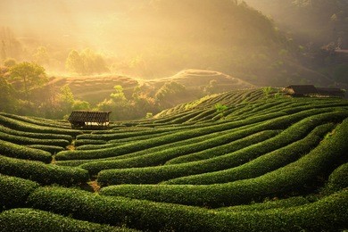 the tea plantations background , tea plantations in morning light