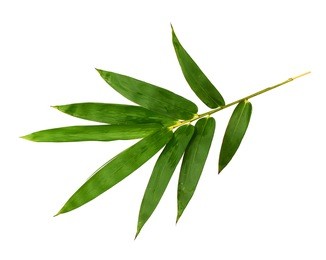 bamboo leaves isolated on white background