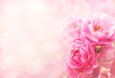 summer blossoming roses background, selective focus, shallow dof, toned, light and heart bokeh background, pastel and soft card