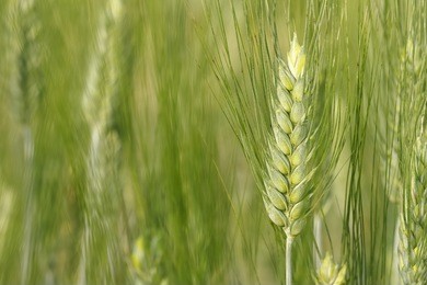closeup green wheat growing in a wheat field
