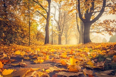 fallen leaves in autumn colorful park alley in krakow, poland