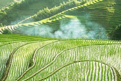 terraced fields