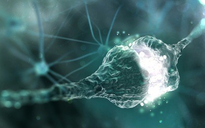 synaptic transmission , synapses , human nervous system (3d illustration)