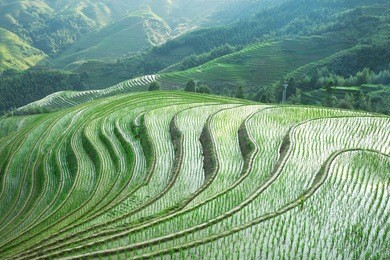 terraced fields