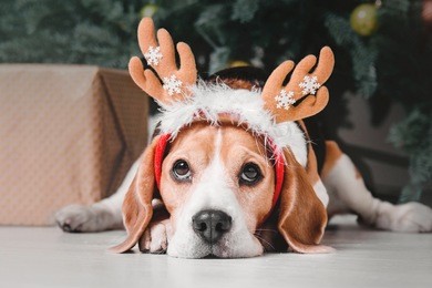 beautiful beagle dog posing as a reindeer sits near a christmas tree