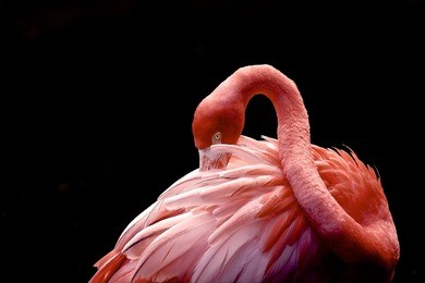 a beautiful flamingo cleaning its feathers  /  shy  /  american flamingo photographed at flamingo gardens wildlife sanctuary in davie, fl.  