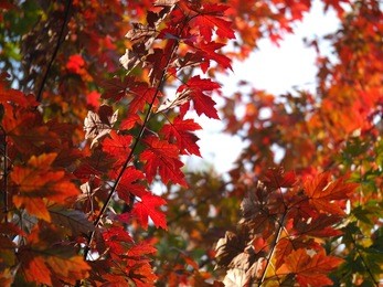 the beautiful colorful autumn view with the warm sunlight