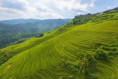 beautiful formation of paddy terrace at longsheng, longji, guilin, china