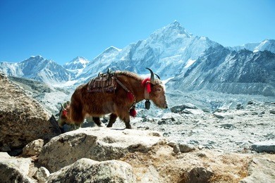 yak in himalaya