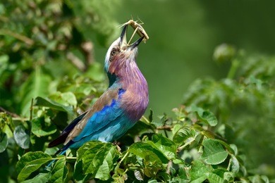 lilac-breasted roller (coracias caudata) with catch 