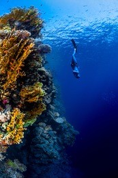 freediver descending along the vivid reef wall. red sea, egypt