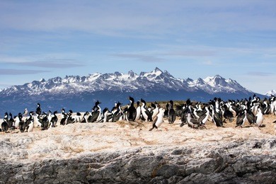 cormorants on isla in beagle channel