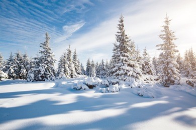 majestic white spruces glowing by sunlight. picturesque and gorgeous wintry scene. location place carpathian national park, ukraine, europe. alps ski resort. blue toning. happy new year! beauty world.
