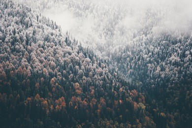 foggy autumn coniferous forest landscape aerial view background travel serene scenic view 