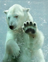 polar bear underwater
