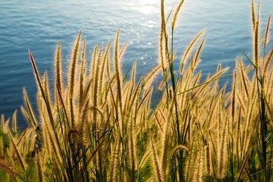 sunset landscape scene with tall grass