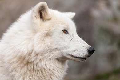 close up on the canadian arctic wolf in the summer months.