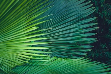 palm leaves dark green background