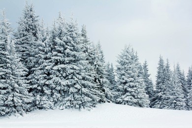 mountain winter forest
