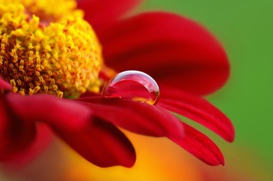 drop on the red flower