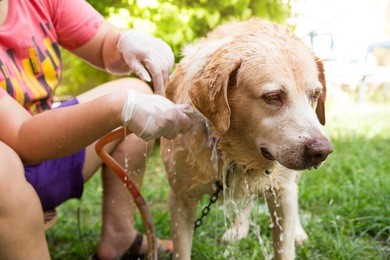 dog  labrador retriever bathing relax outdoor